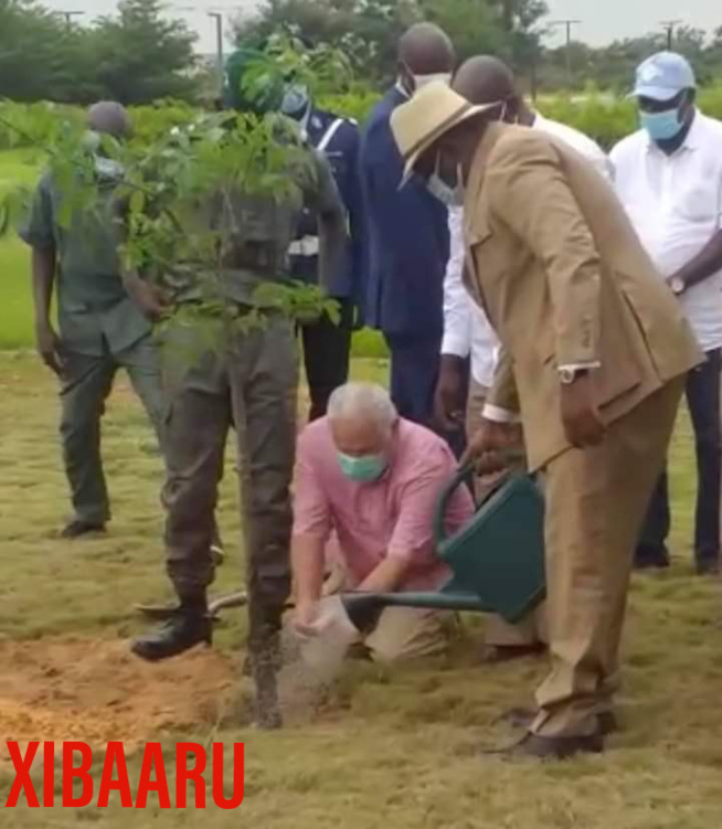 Journée De L’arbre 2020 : Macky Corrige Le Ministre De L’Environnement