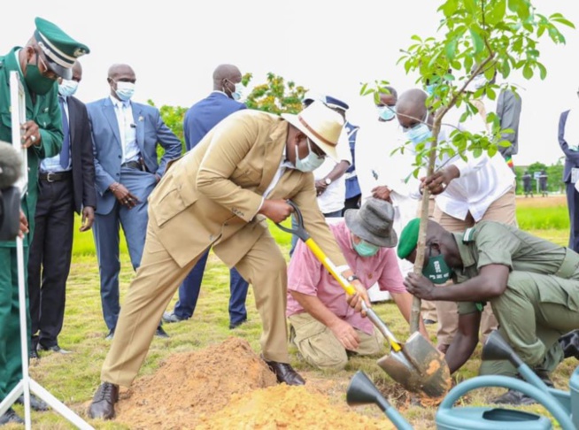 Journée de l'Arbre - Macky Sall veut "reverdir" tout le Sénégal
