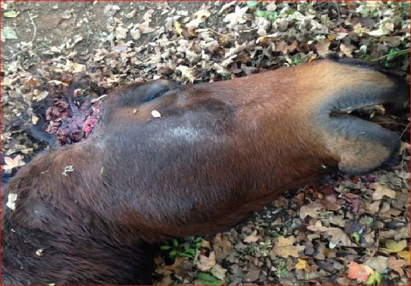 Fétichisme, rituel satanique ou défi sur Internet en France ? : Un cheval retrouvé mort dans un pré, mutilé, avec l’oreille droite coupée