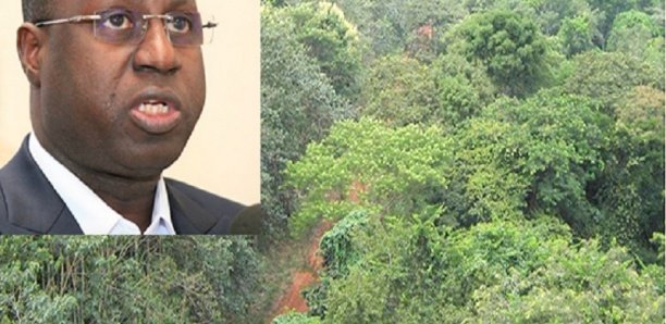 Forêt classée de Mbao : L’Etat n’envisage pas de déclasser un millimètre carré