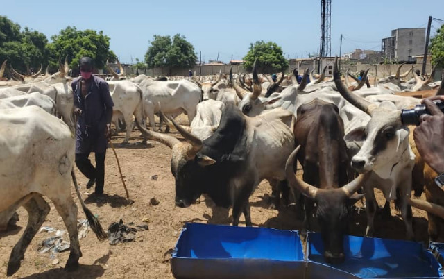 Tamkharit 2020 - Les 1600 bœufs offerts par Macky Sall sont... Tamkharit 2020 - Les 1600 bœufs offerts par Macky Sall sont...