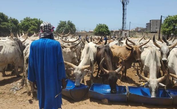 TAMXARIT ET COVID-19 / Le Président Macky Sall dépêche 1.600 bœufs à répartir entre les personnes nécessiteuses pour les besoins de la célébration. TAMXARIT ET COVID-19 / Le Président Macky Sall dépêche 1.600 bœufs à répartir entre les personnes nécessiteuses pour les besoins de la célébration.