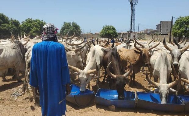 TAMXARIT ET COVID-19 / Le Président Macky Sall dépêche 1.600 bœufs à répartir entre les personnes nécessiteuses pour les besoins de la célébration.