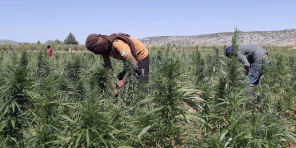 Kaolack: Saisie de 78 Kg de cannabis, un charretier arrêté Kaolack: Saisie de 78 Kg de cannabis, un charretier arrêté