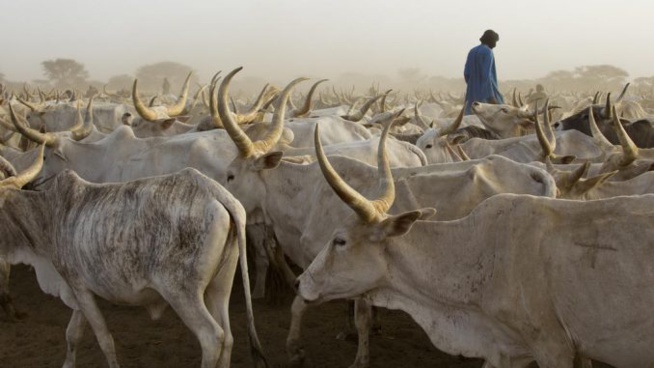 Linguère : Un éleveur de 82 ans meurt, tué par l’une de ses vaches Linguère : Un éleveur de 82 ans meurt, tué par l’une de ses vaches