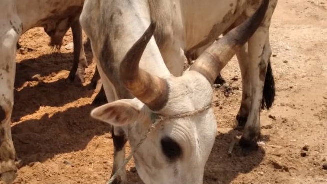 (04 Photos) Tamkharit 2020 : Voici les gros bœufs de Macky à « Massalikoul Jinaan »…