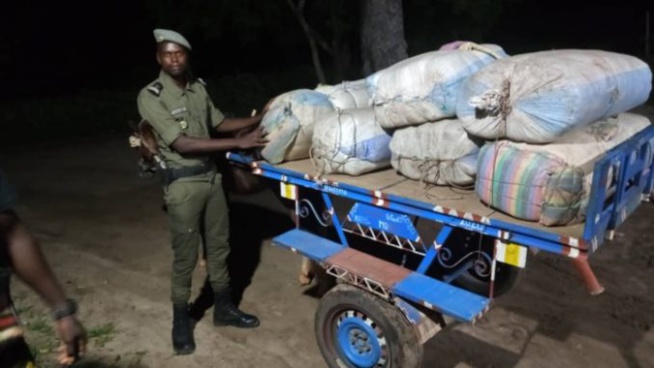 LUTTE CONTRE LE TRAFIC INTERNATIONAL DE STUPEFIANTS : 456 kg de chanvre indien saisis en 24h par la Subdivision des Douanes de Fatick.