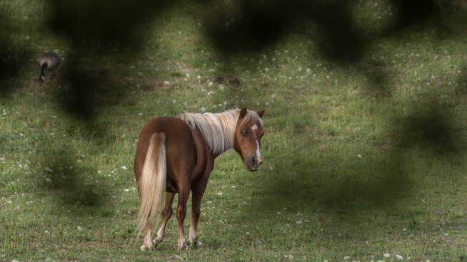 Un nouveau cheval retrouvé mutilé et tué, cette fois dans le Morbihan Un nouveau cheval retrouvé mutilé et tué, cette fois dans le Morbihan