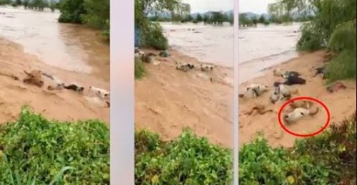 Fortes pluies: Cette vidéo va vous laisser sans voix « Thiey taw bi »
