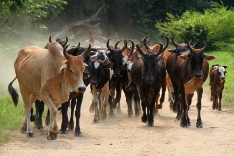 KOLDA : Plus de cent bœufs volés ont été ramenés grâce aux forces de défense et de sécurité.