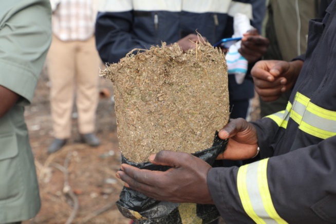 Mbour : Saisie de centaines de kilogrammes de chanvre indien à Nianing.