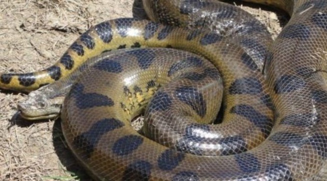 Bambey : Un boa de plusieurs mètres repêché dans les eaux pluviales près de la gare routière Bambey : Un boa de plusieurs mètres repêché dans les eaux pluviales près de la gare routière