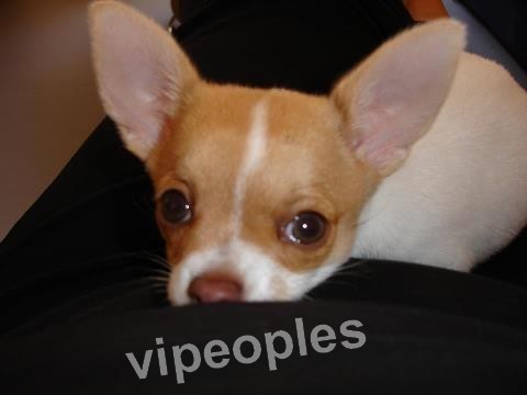 Voici le chiot de Adja Ndoye VIP!!! Voici le chiot de Adja Ndoye VIP!!!