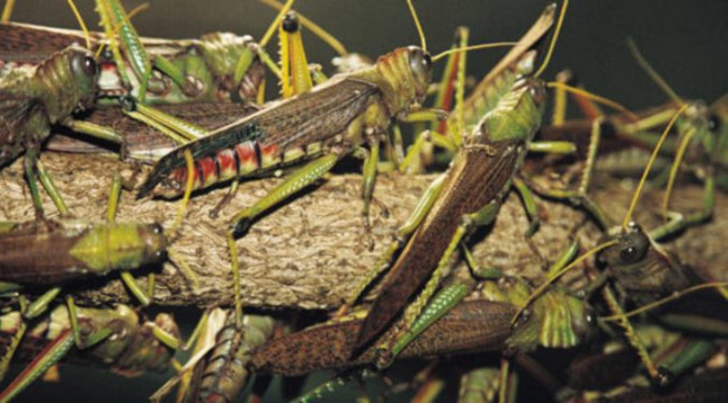 Urgent – Une nouvelle invasion de criquets pèlerins menace l’Afrique de l’Ouest Urgent – Une nouvelle invasion de criquets pèlerins menace l’Afrique de l’Ouest