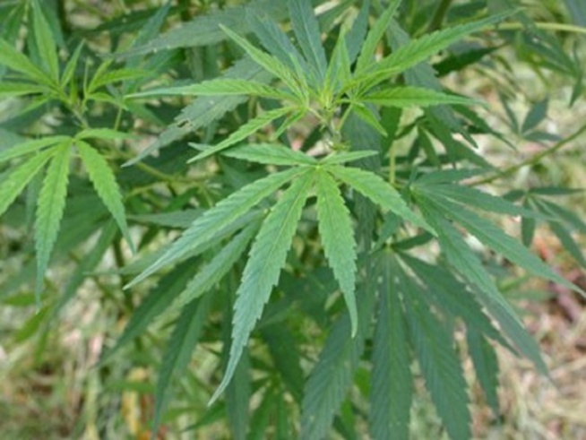 Trafic de chanvre indien: M.Ba cultivait l'herbe verte dans son domicile