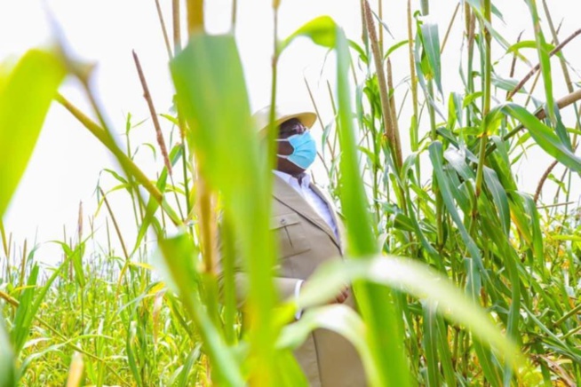 En images - Tournée économique: Macky Sall démarre par "Jamm Bugum" En images - Tournée économique: Macky Sall démarre par "Jamm Bugum"