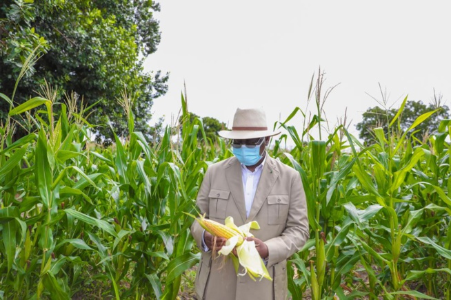 Macky Sall à Keur Socé: Visite des champs de la COPAR de 8 500 ha