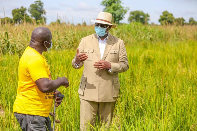 Macky Sall à Keur Socé: Visite des champs de la COPAR de 8 500 ha