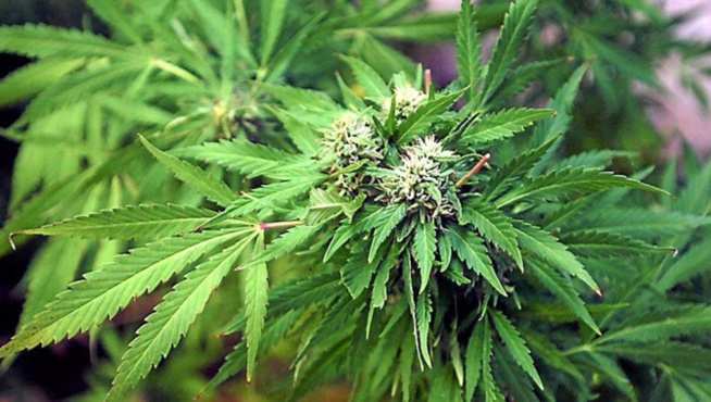 Ouakam - Le vigile avait un "toolou yamba" dans la maison qu'il... Ouakam - Le vigile avait un "toolou yamba" dans la maison qu'il...