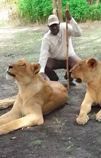 Macky Sall relance le tourisme local avec de vrais lions