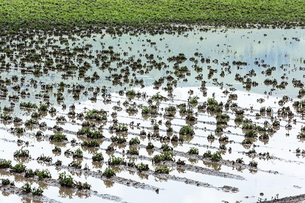 Le Fleuve Sénégal sort de son lit : à Bakel 132 ha de cultures engloutis par les eaux