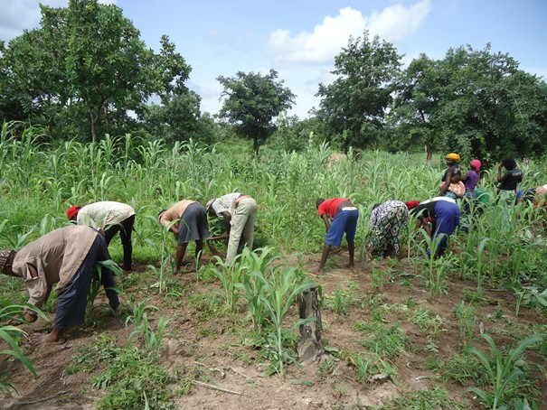 Impact Covid-19/ ANSD: " Les agriculteurs sont les moins touchés"