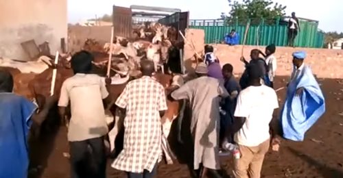 Achat des bœufs de Serigne Saliou Thioune pour le magal de Touba
