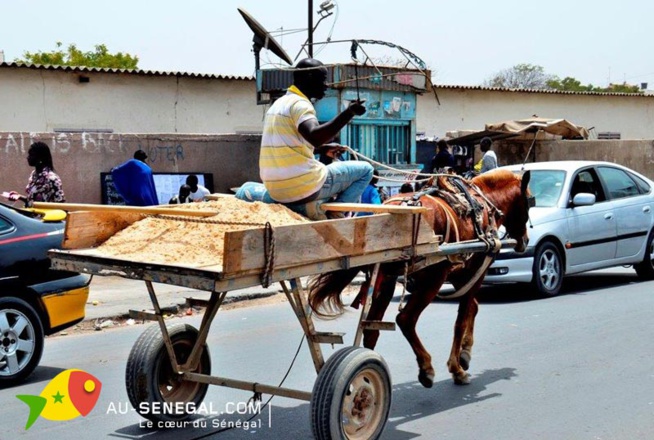 Transport par véhicules à traction animale: l’ONG Brooke et le ministère de l’Elevage pour plus de respects aux animaux