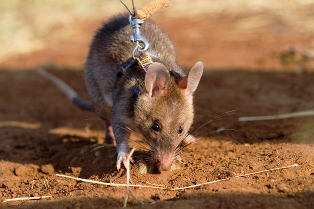 Insolite : Un rat africain détecteur de mines récompensé pour son courage