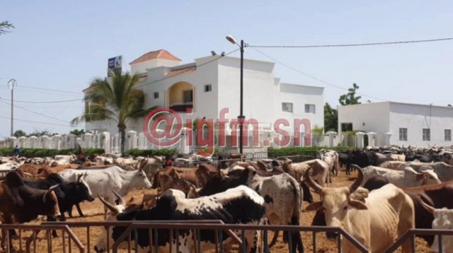 Les bœufs envahissent la résidence de Aïda Diallo à Ngabou