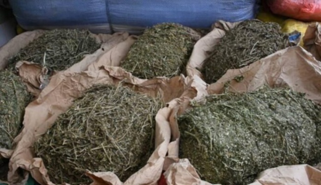 Pikine: Un dealer interpellé avec 06 kilos de chanvre