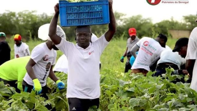 Vacances Agricoles Patriotes: PASTEF réussit son pari et tire profit des récoltes Vacances Agricoles Patriotes: PASTEF réussit son pari et tire profit des récoltes
