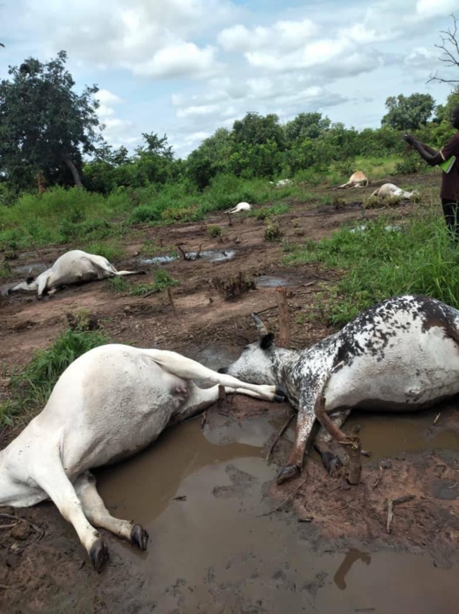 Vélingara : La foudre tue neuf vaches sur place à Wassadou.