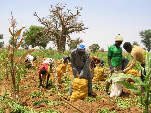FAO - Au Sénégal, on perd 100 milliards F CFA par an, après les récoltes FAO - Au Sénégal, on perd 100 milliards F CFA par an, après les récoltes