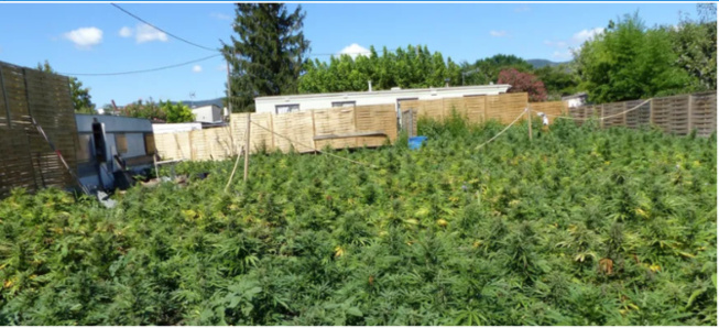 Ziguinchor: Un grand champ de chanvre indien d'une bande armée, brûlé Ziguinchor: Un grand champ de chanvre indien d'une bande armée, brûlé