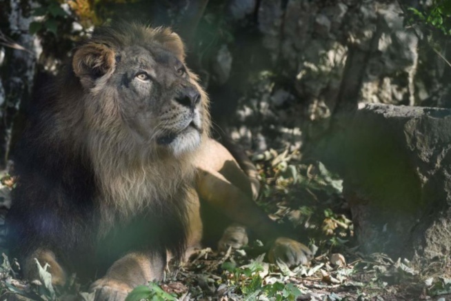 Oussouye - La présence d'un lion perturbe les populations