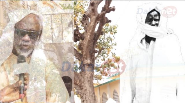 Vidéo Machala histoire inédite : Voici l’unique arbre planté par Serigne touba à Diourbel Vidéo Machala histoire inédite : Voici l’unique arbre planté par Serigne touba à Diourbel