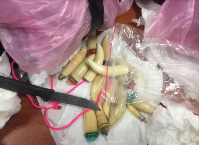 AIBD: Encore deux Chinois arrêtés avec de l’ivoire de baleine protégée AIBD: Encore deux Chinois arrêtés avec de l’ivoire de baleine protégée