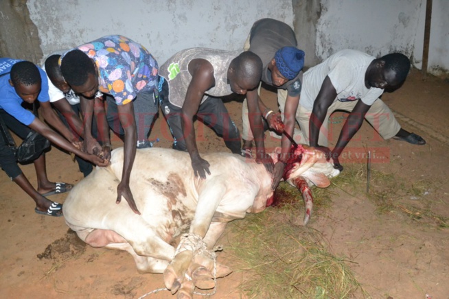 Les images de la célébration du Magal de Maty Djigo la première dame du transitaire incontournable, Lamine Ndaw