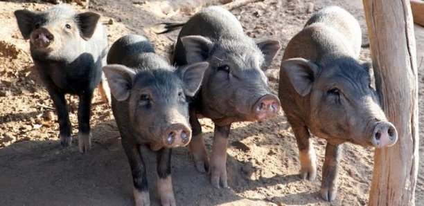 Cimetière de Keur Goumack: des corps déterrés par les porcs Cimetière de Keur Goumack: des corps déterrés par les porcs