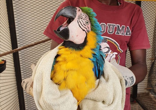 Thiaroye: Un trafiquant de perroquets protégés, interpellé Thiaroye: Un trafiquant de perroquets protégés, interpellé