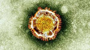 Des chercheurs identifient des vulnérabilités communes à trois coronavirus mortels