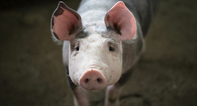 Un coronavirus dont les porcs sont les porteurs pourrait se transmettre à l’Homme, avertissent des chercheurs