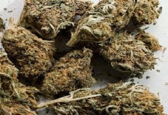Ziguinchor : Comment le coiffeur trafiquant de drogue a voulu tromper la vigilance des policiers Ziguinchor : Comment le coiffeur trafiquant de drogue a voulu tromper la vigilance des policiers