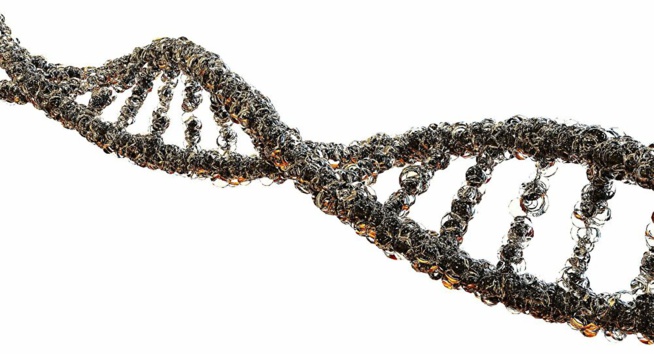 Des gènes capables de lutter contre le cancer découverts par des scientifiques