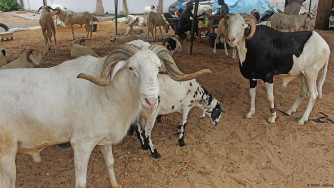 Fass Mbao: un vendeur de moutons de race agressé et dépouillé de son argent