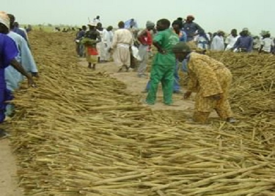 Récoltes Khelcom 2020: Des milliers de ‘’thiantacounes’’ ont répondu à l’appel de Serigne Saliou Thioune