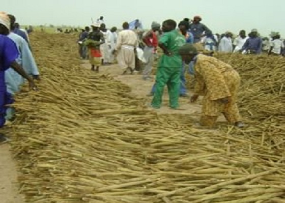 Récoltes Khelcom 2020: Des milliers de ‘’thiantacounes’’ ont répondu à l’appel de Serigne Saliou Thioune Récoltes Khelcom 2020: Des milliers de ‘’thiantacounes’’ ont répondu à l’appel de Serigne Saliou Thioune