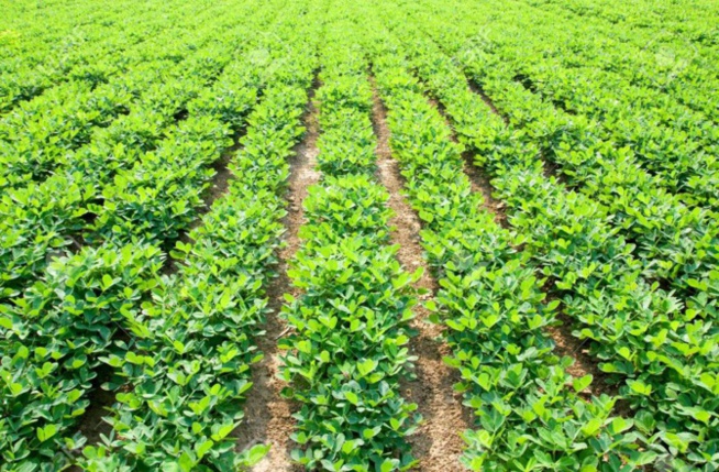 Campagne de commercialisation de la production agricole: Macky Sall presse les ministres de l’Agriculture et du Commerce, pour son démarrage