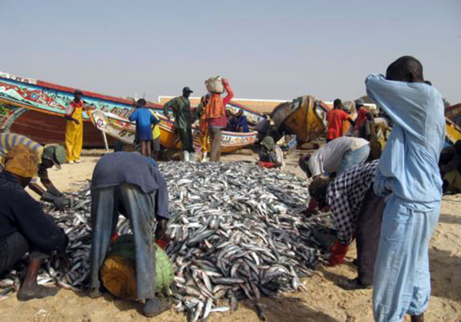 Alternative à l’émigration clandestine : L’Ana poussent les jeunes à la pratique de la pisciculture Alternative à l’émigration clandestine : L’Ana poussent les jeunes à la pratique de la pisciculture
